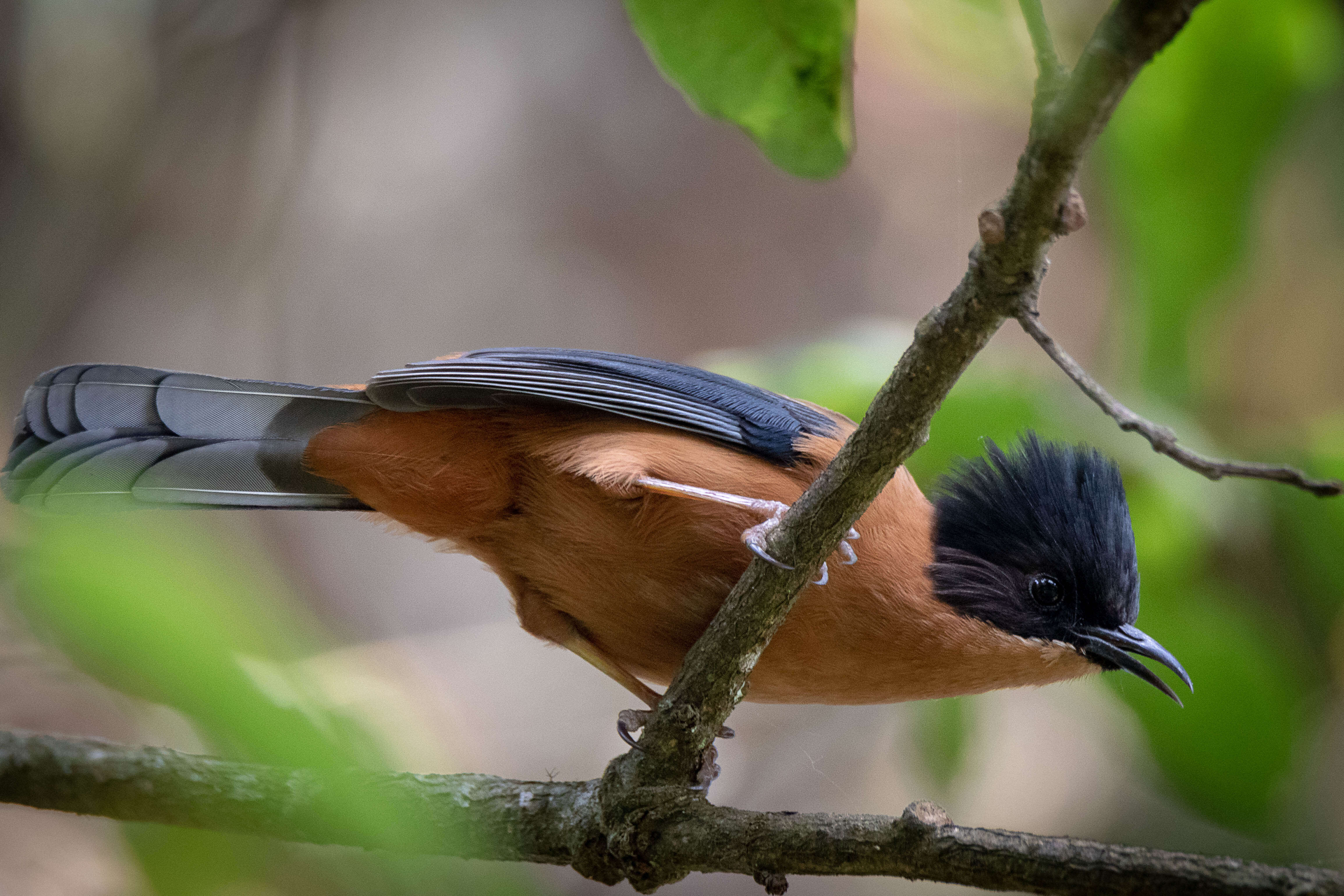 Image of Rufous Sibia