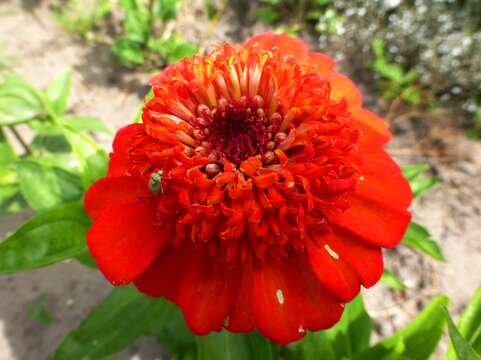 Image of ELEGANT ZINNIA