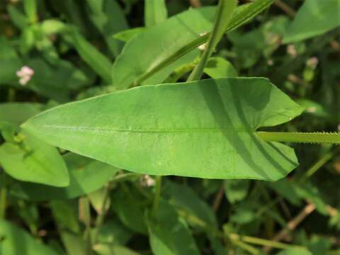 Image of Arrow-Leaf Tearthumb