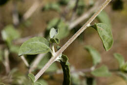 Image of Virgin River brittlebush