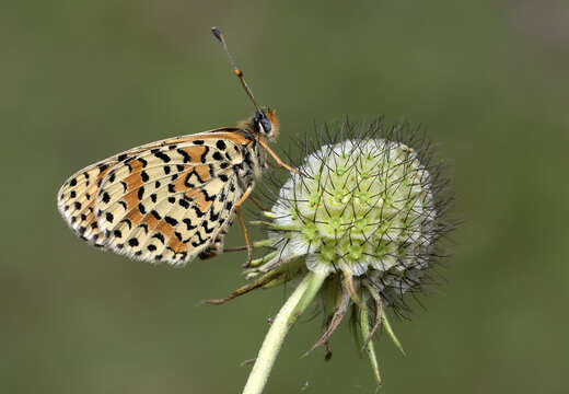 Plancia ëd Melitaea didyma Esper 1780