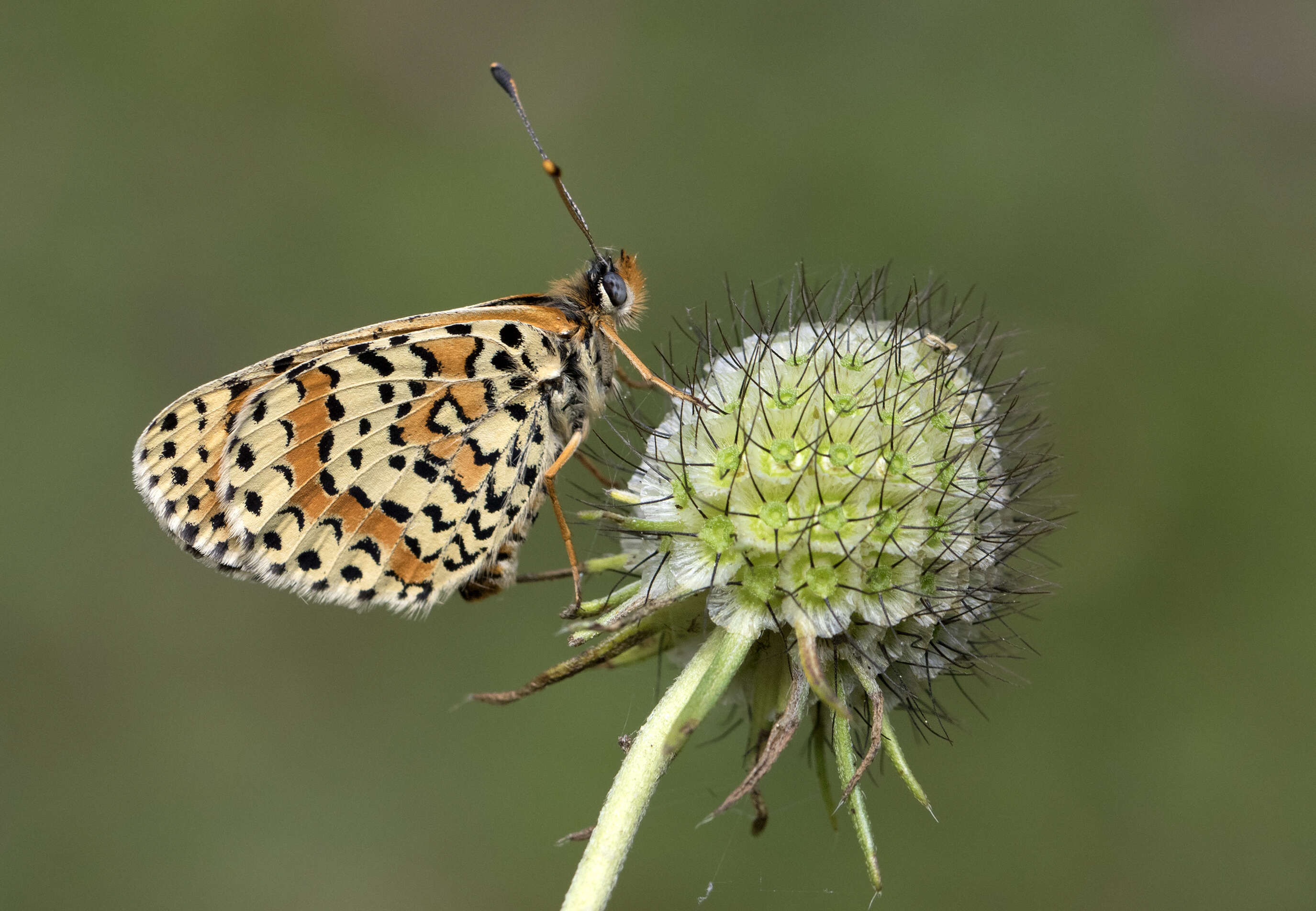 Image of Red-Band Fritillary