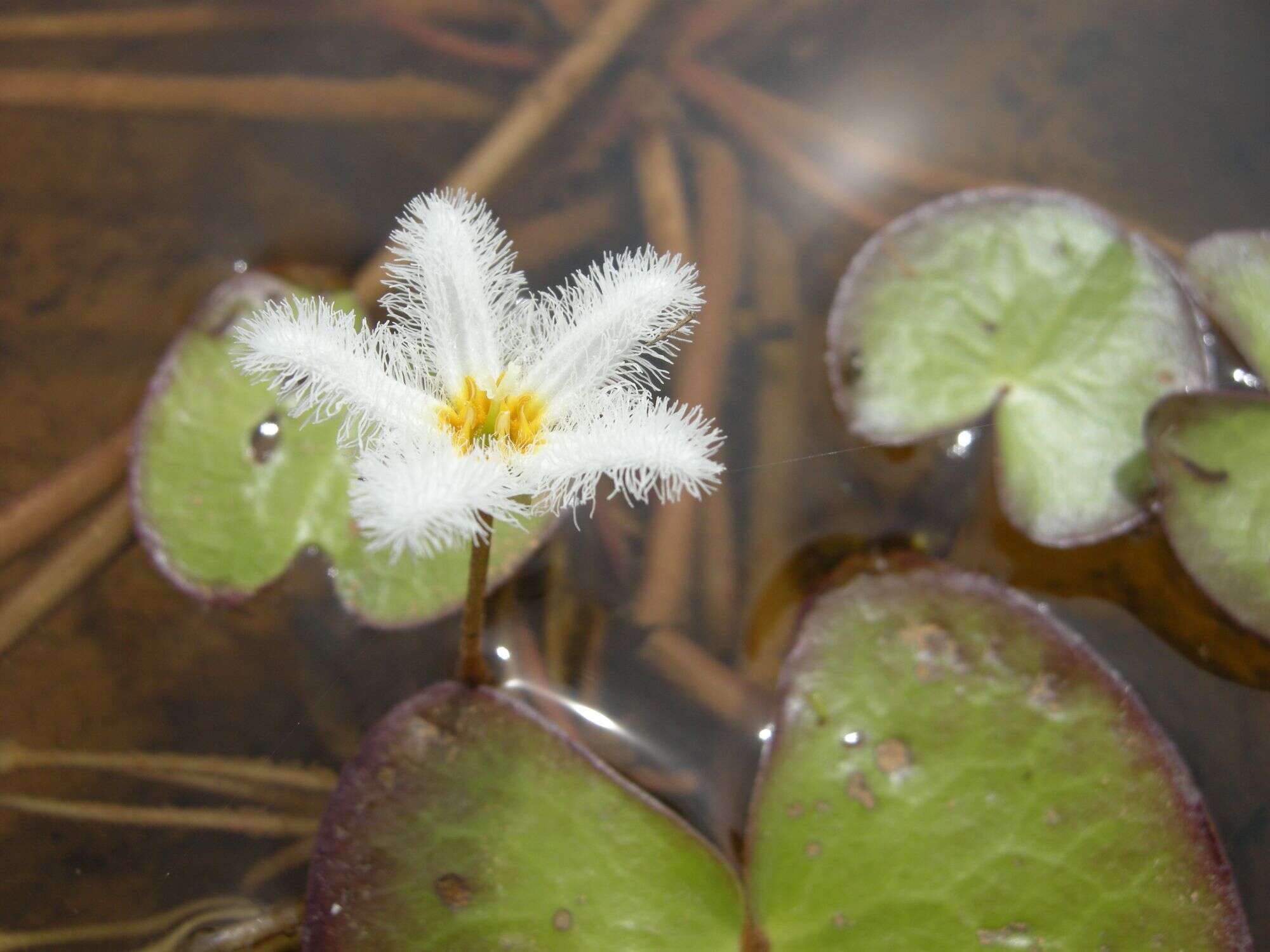 Image of Water-snowflake