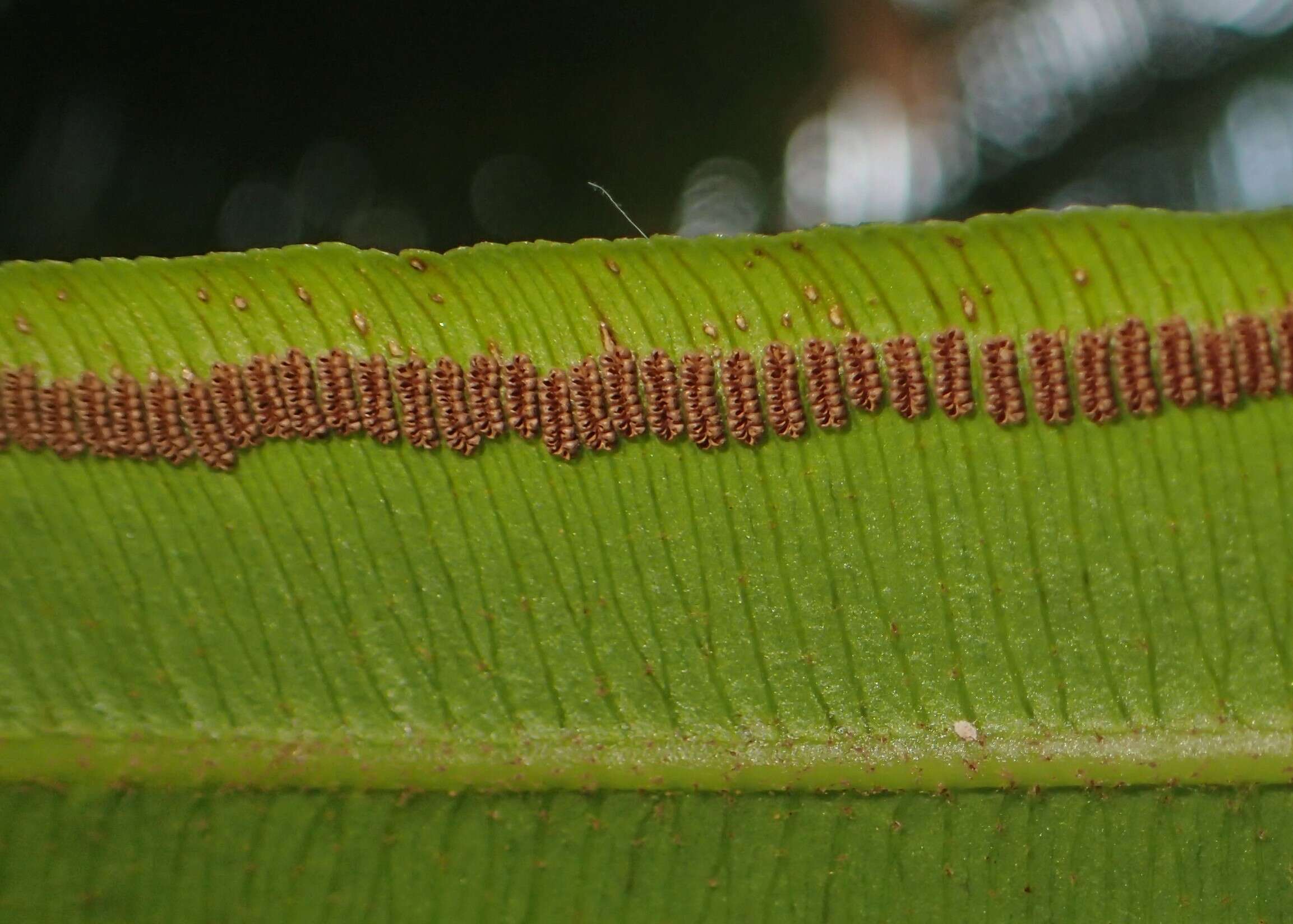 Image of angiopteris fern