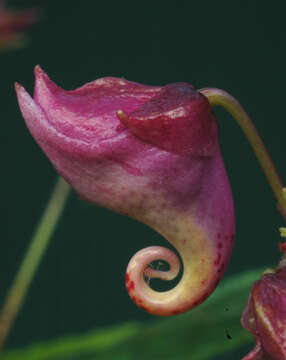 Image of Impatiens textorii Miq.