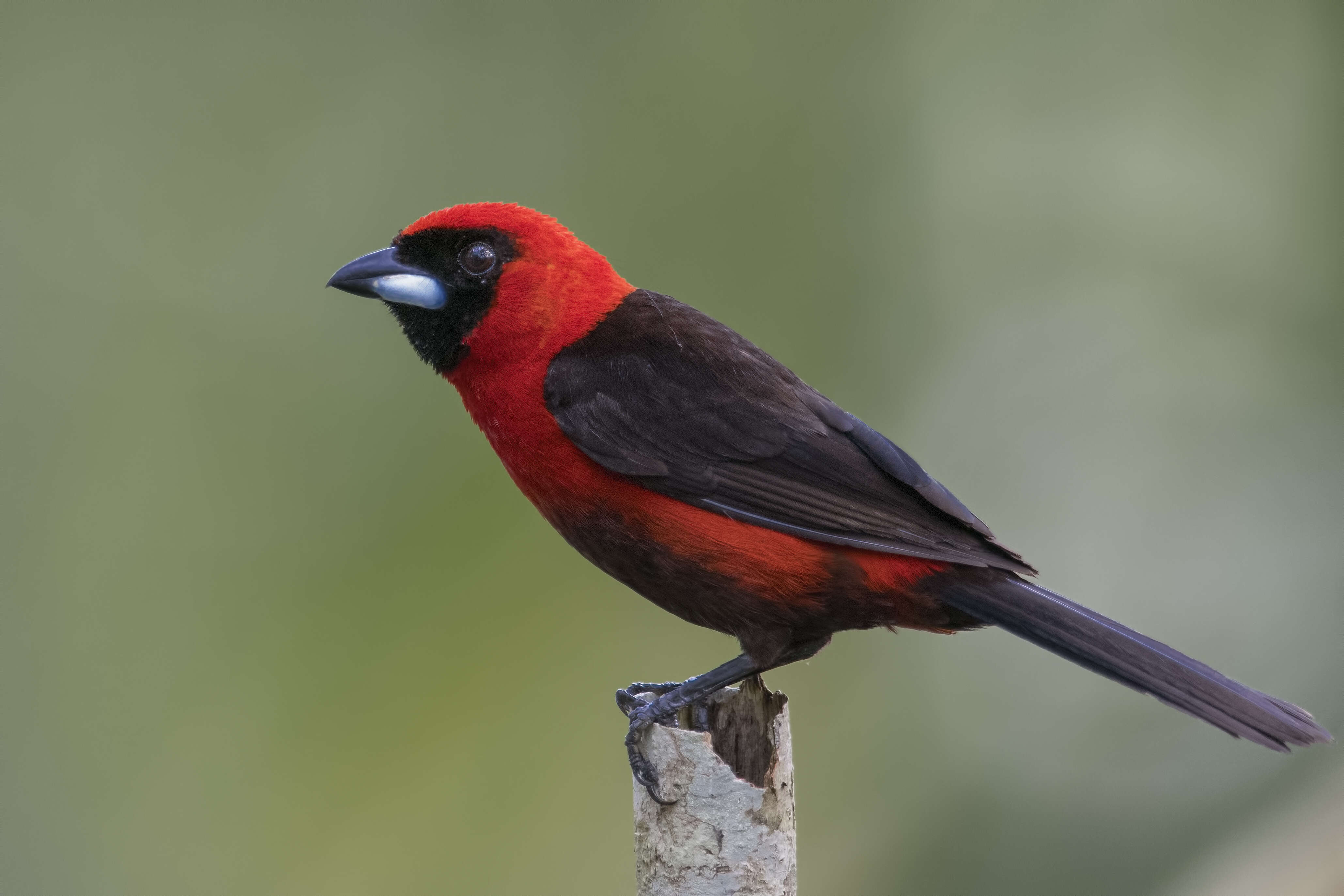 Image of Masked Crimson Tanager