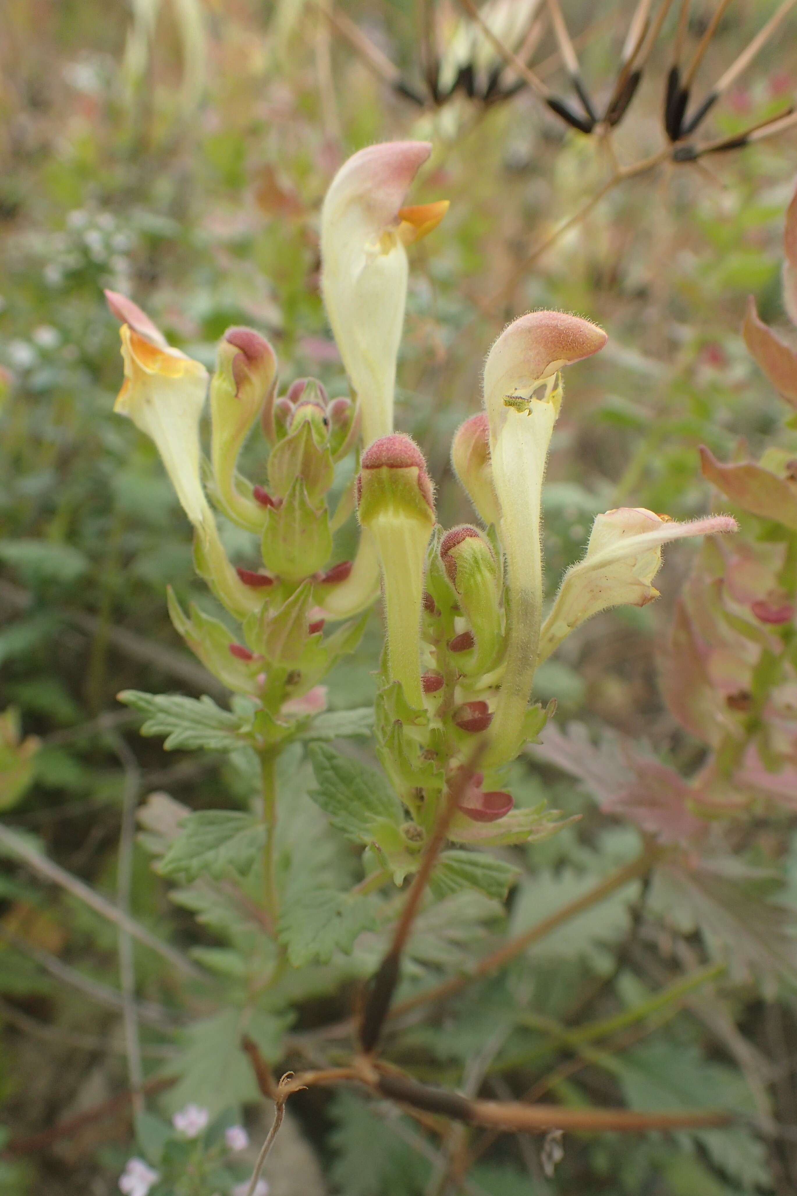 Image of Scutellaria orientalis L.