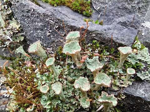 Image of cup lichen