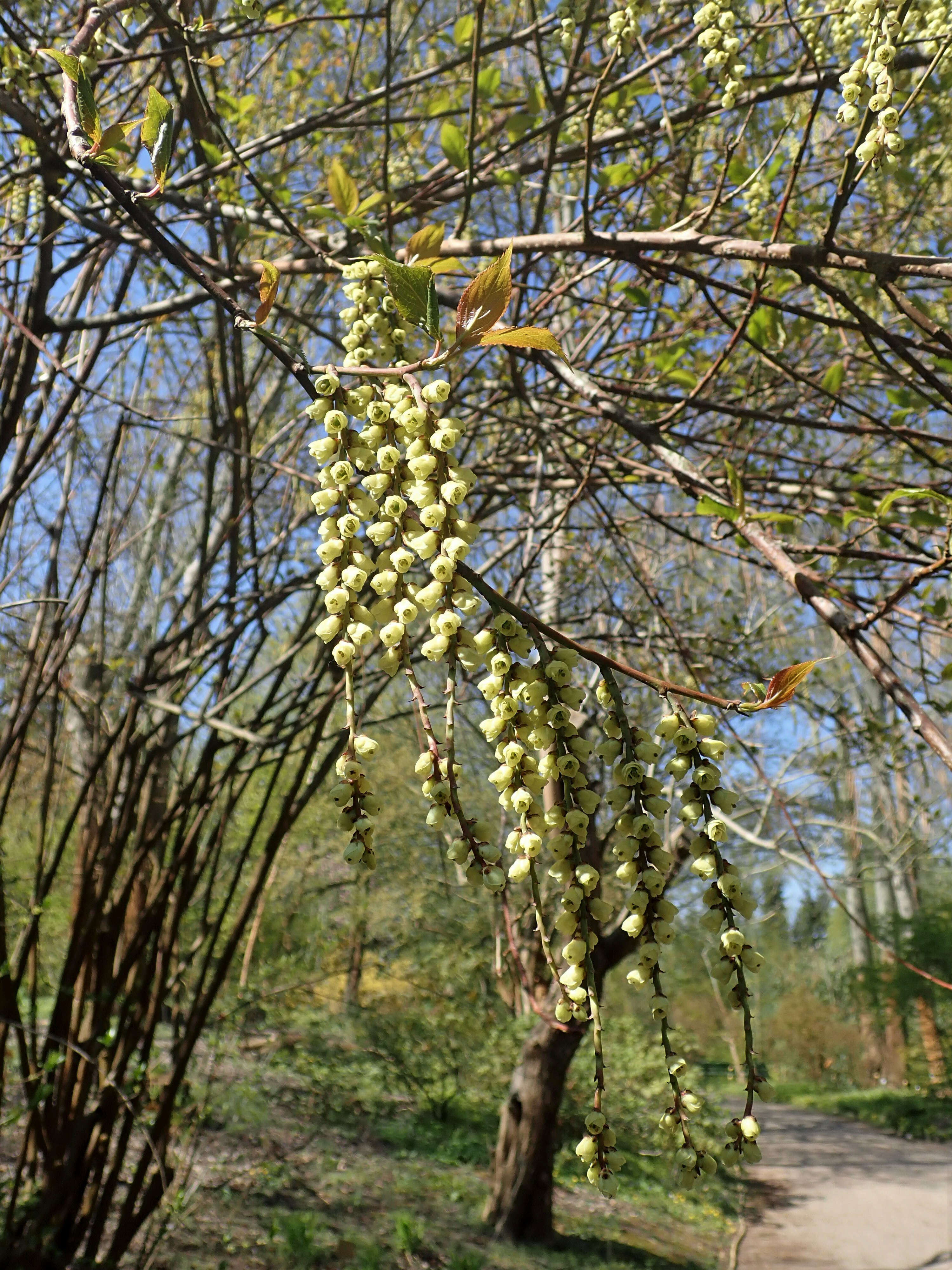 Image of Stachyurus praecox Sieb. & Zucc.