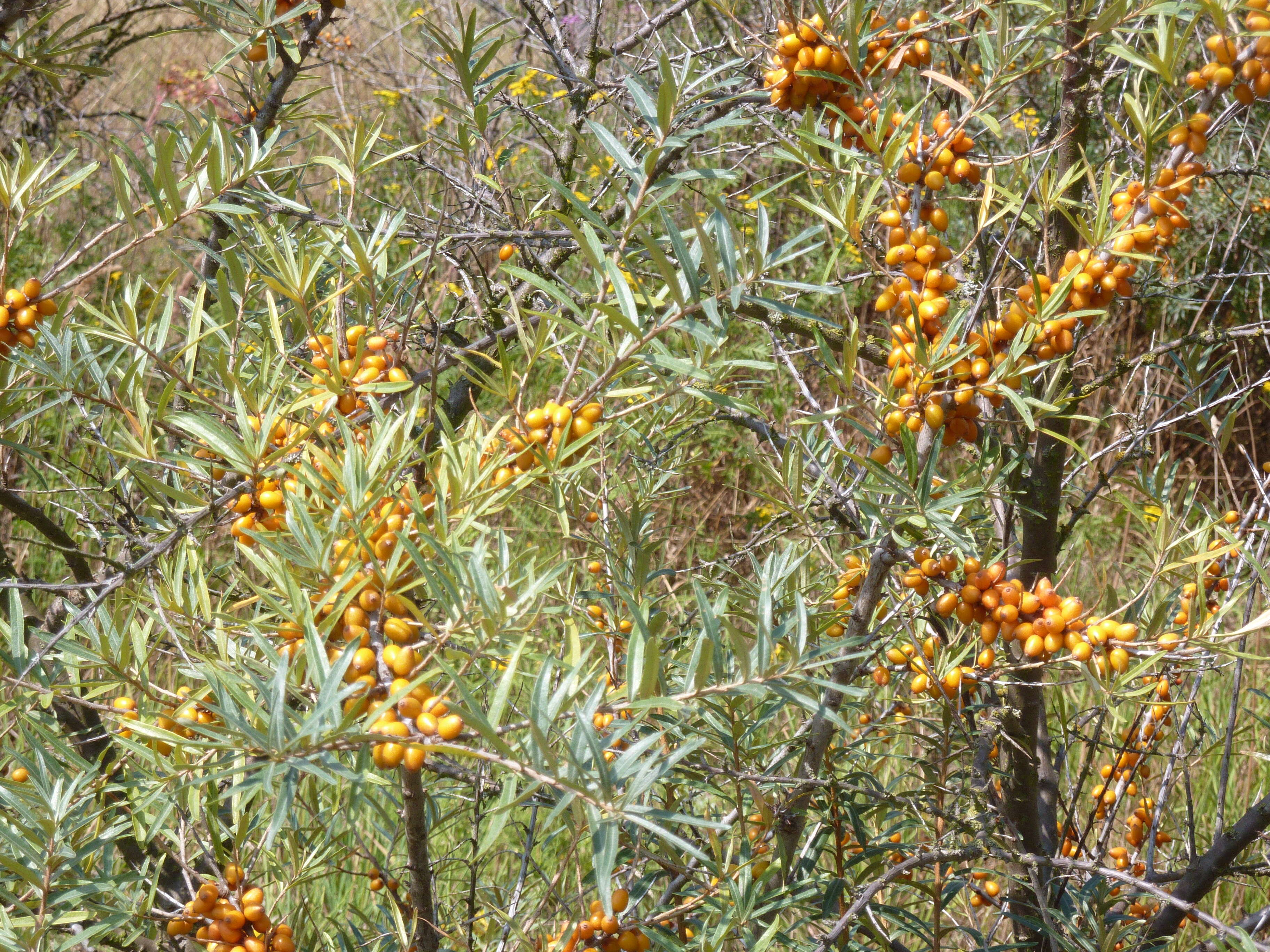 Image of Sea-buckthorn