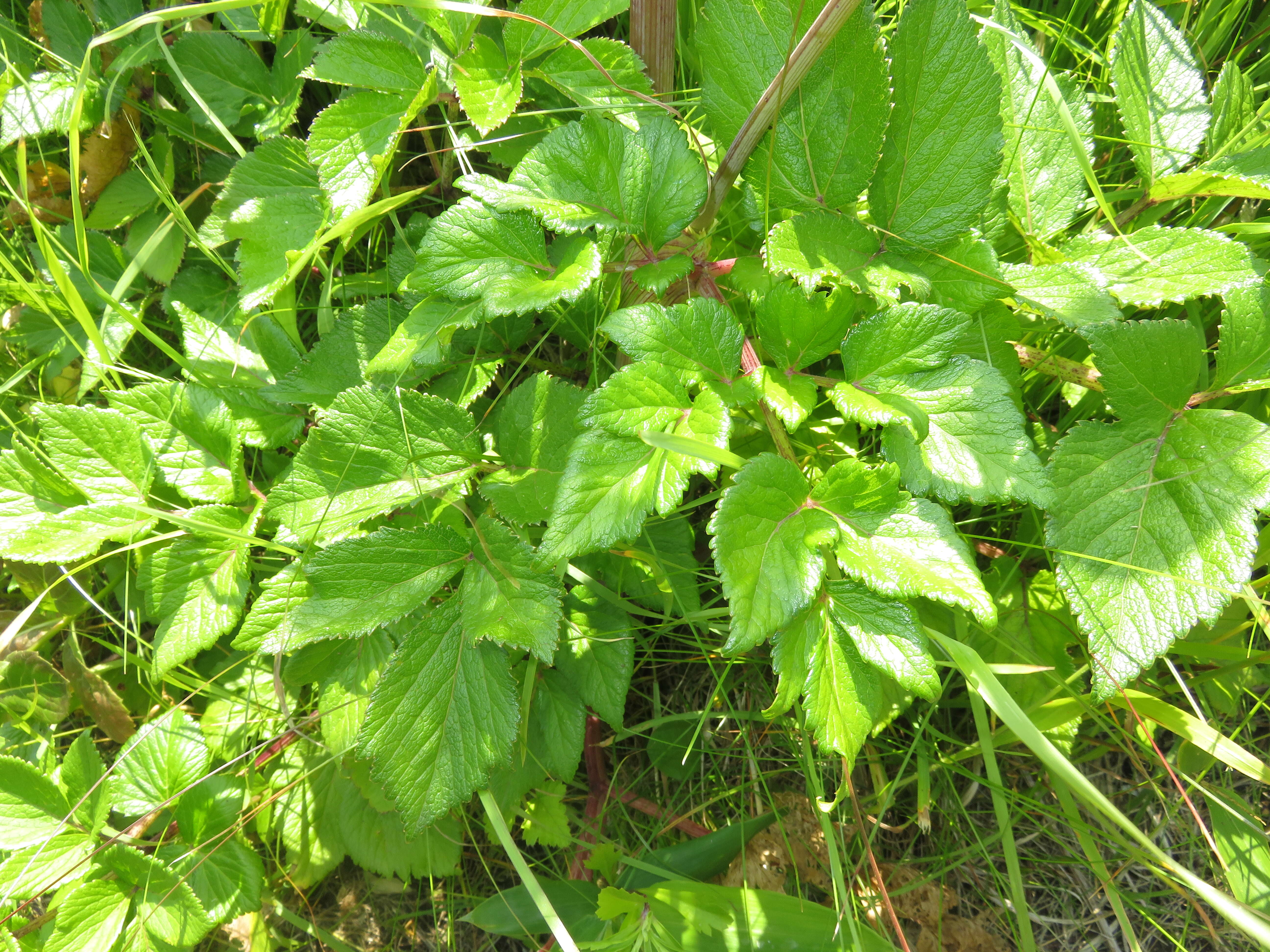 Image of seacoast angelica