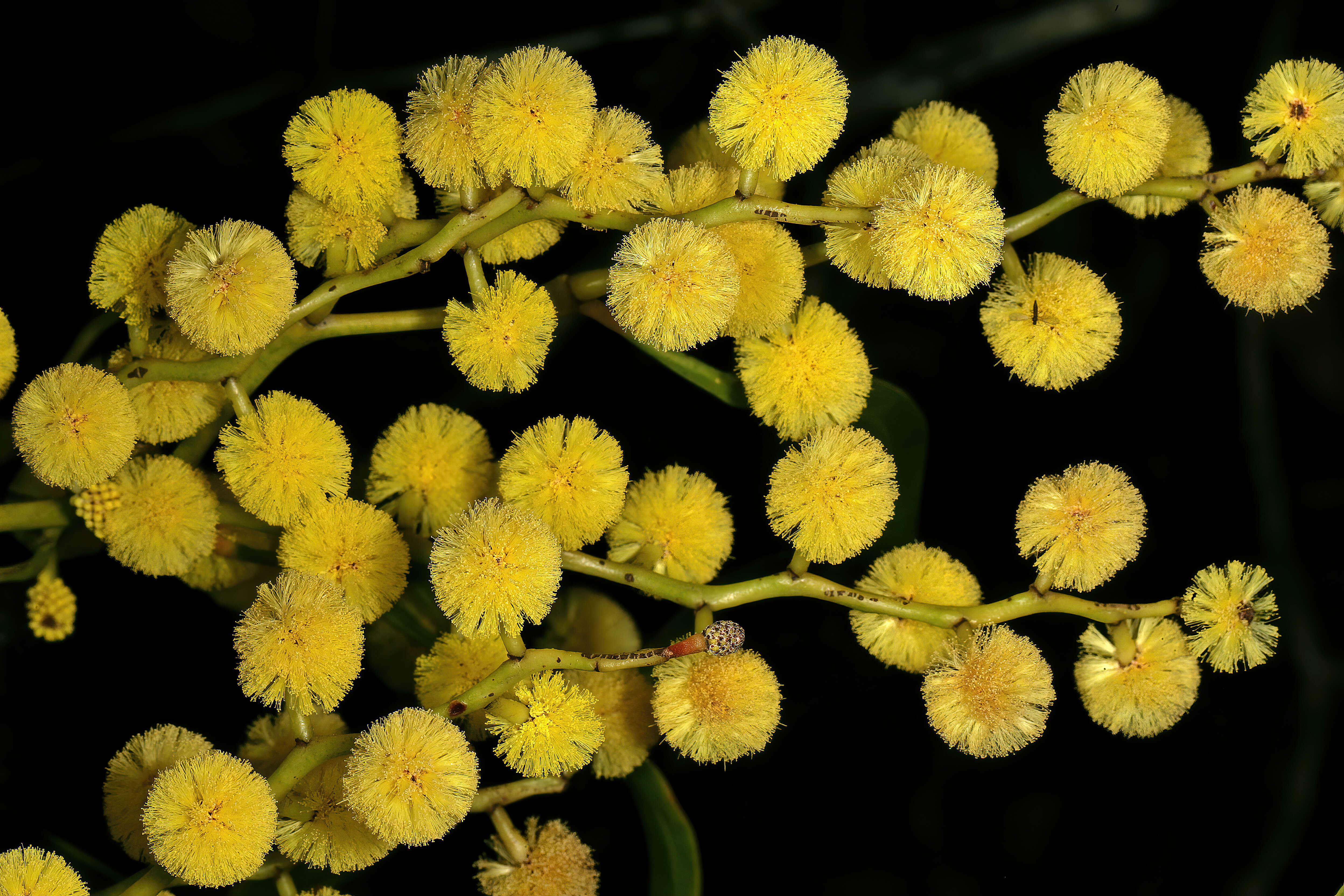 Sivun Acacia pycnantha Benth. kuva