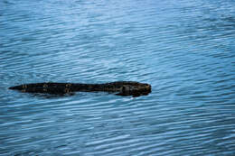 Image of Common Water Monitor