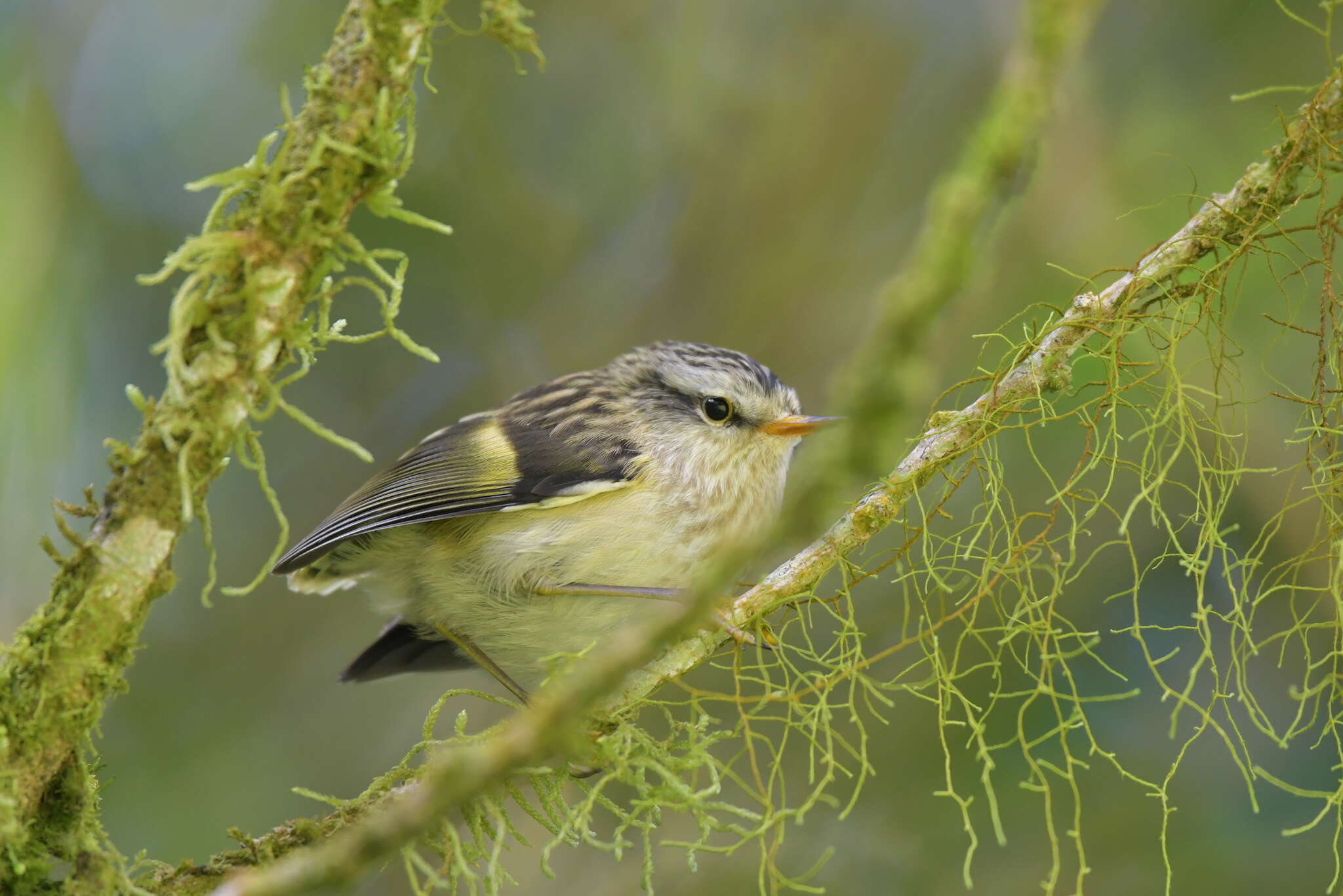 Image of Rifleman