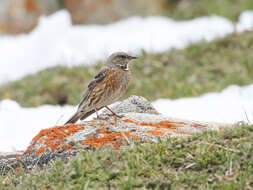 Image of Altai Accentor