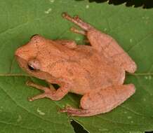 Image of Spring Peeper