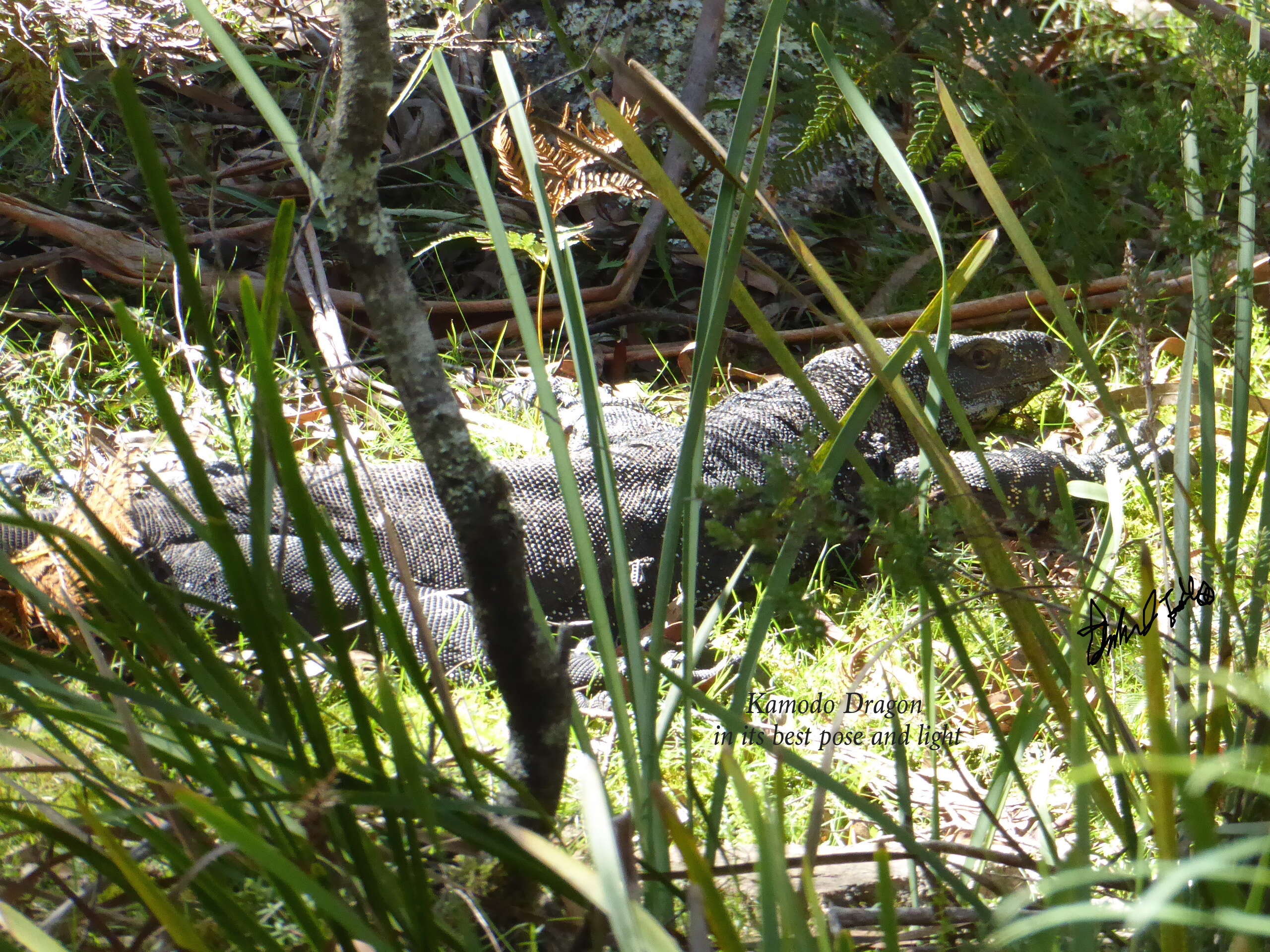 Image of Komodo Dragon