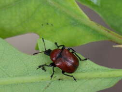 Image of Oak Leaf-roller