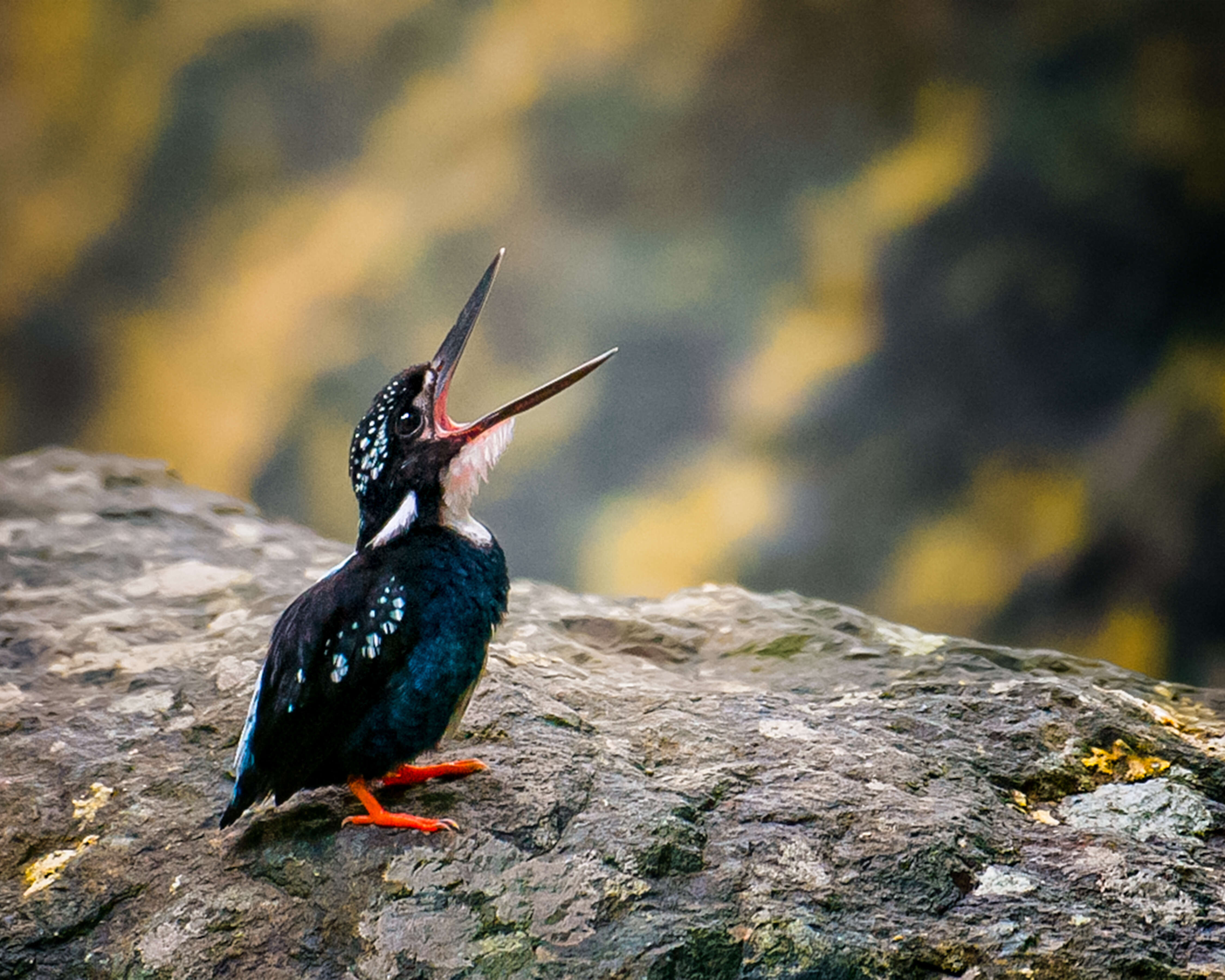 Image of Southern Silvery Kingfisher