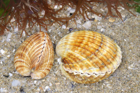 Image of Moroccan cockle