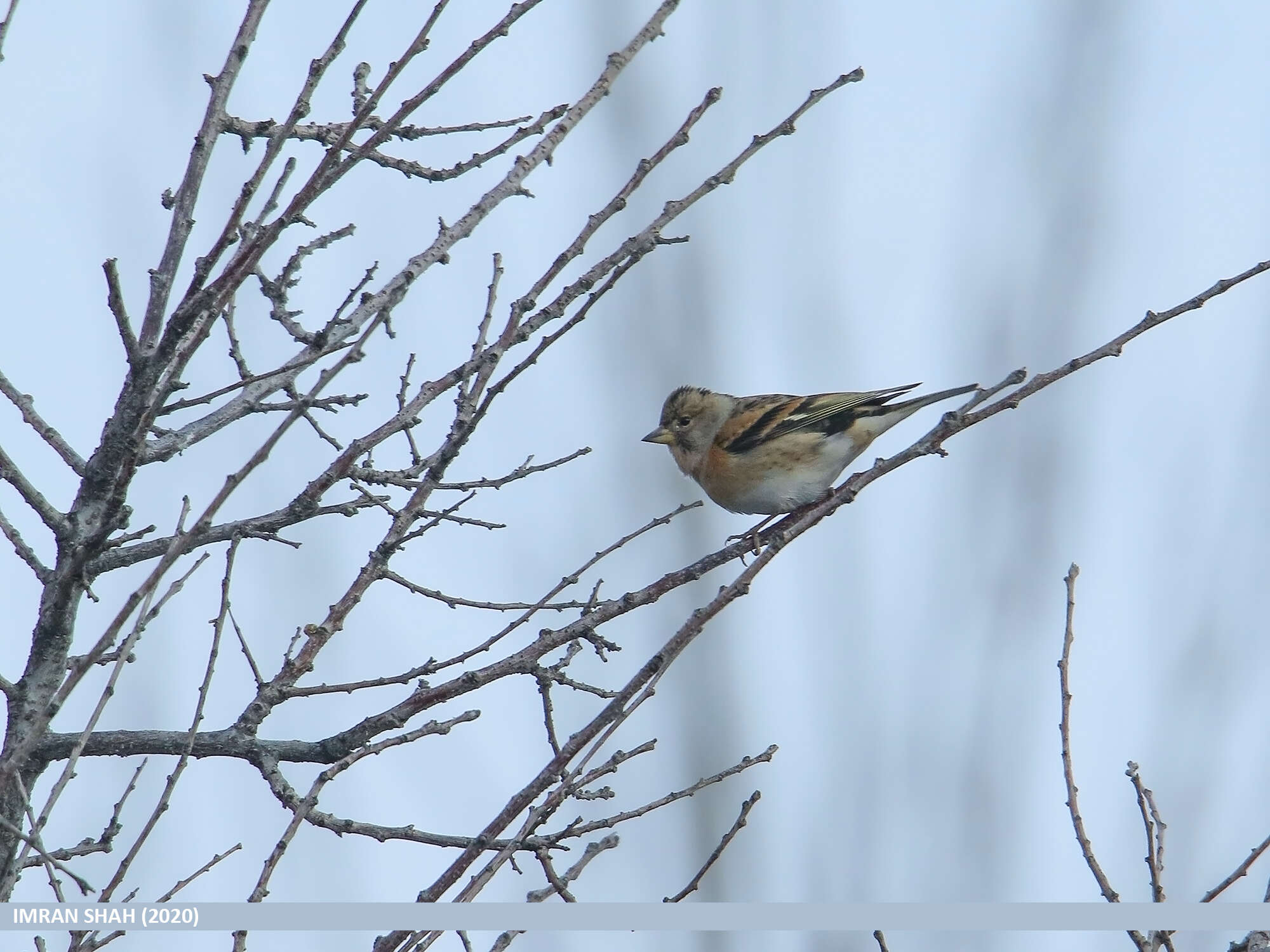 Image of Brambling