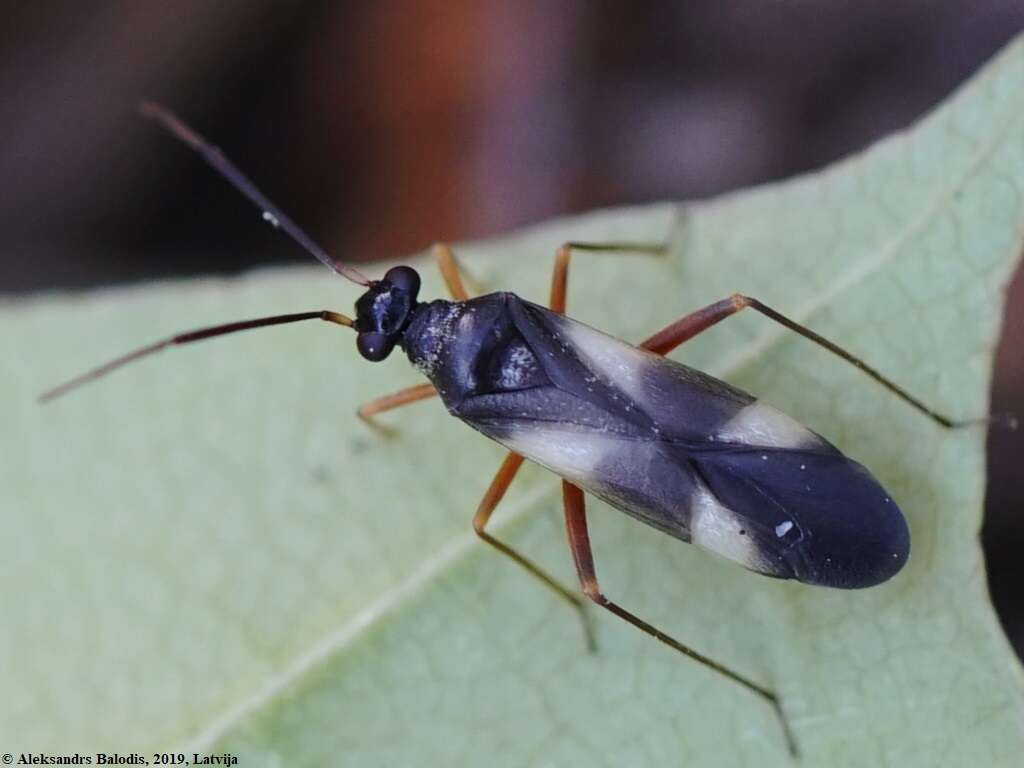 Слика од Globiceps fulvicollis Jakovlev 1877