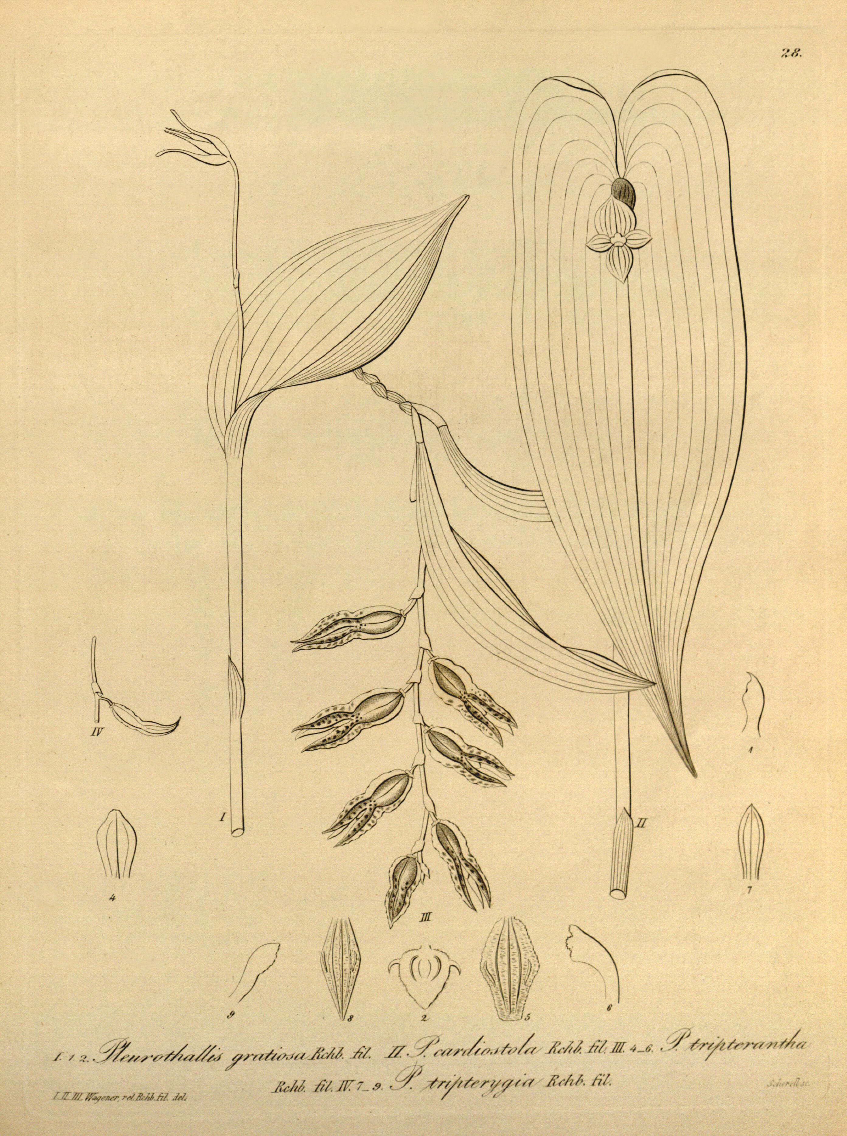 Plancia ëd Pabstiella tripterantha (Rchb. fil.) F. Barros