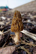 Image of Black Morel