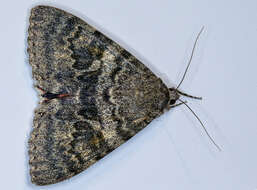 Image of french red underwing