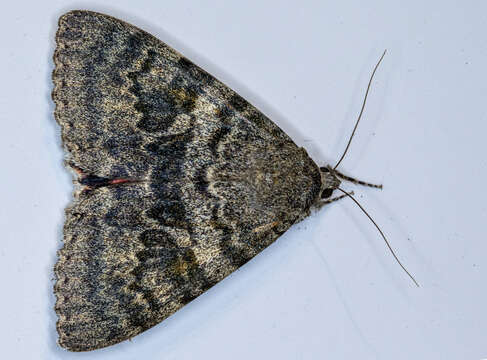 Image of french red underwing