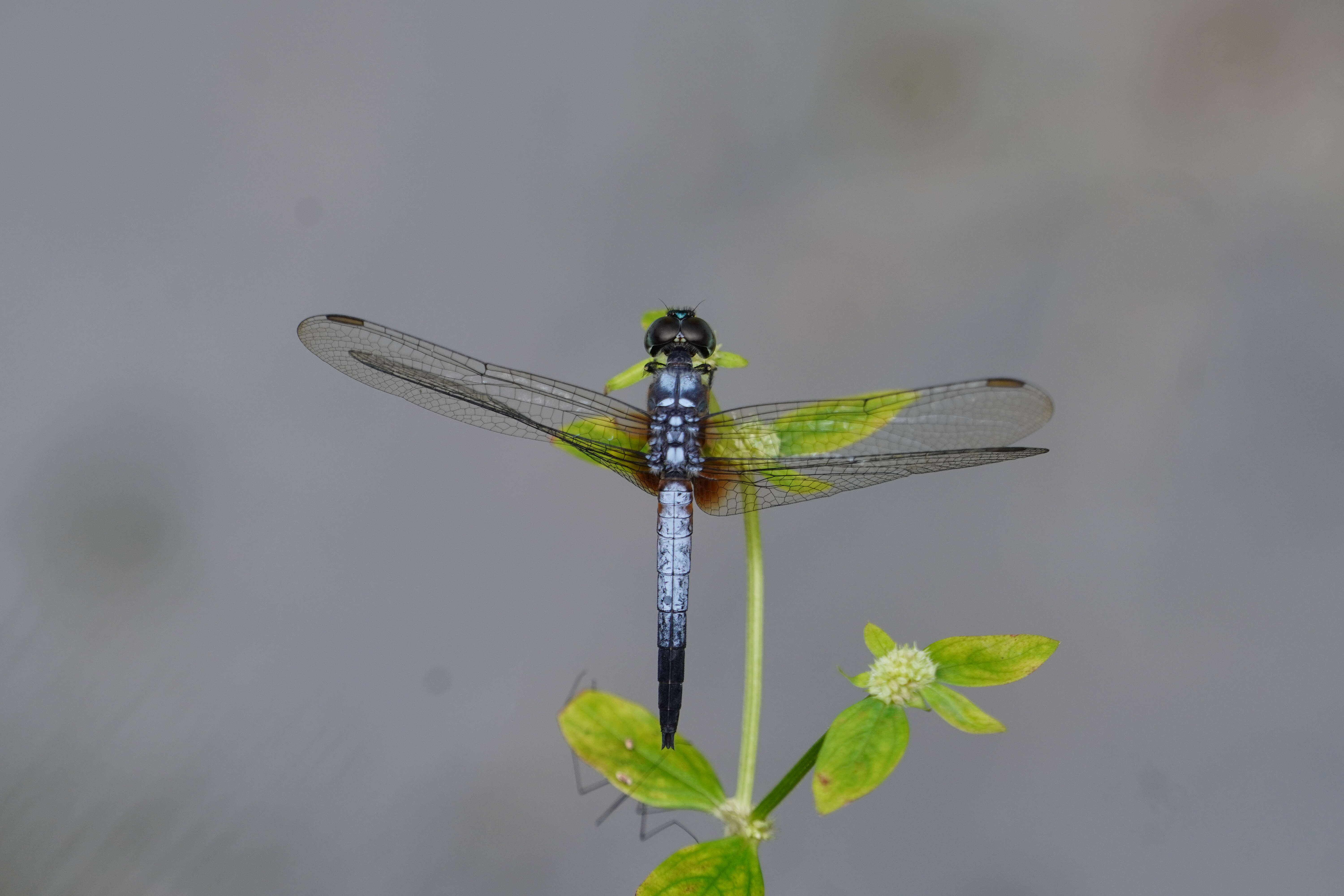 Image of Brachydiplax chalybea Brauer 1868