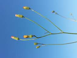 Image of smooth hawksbeard