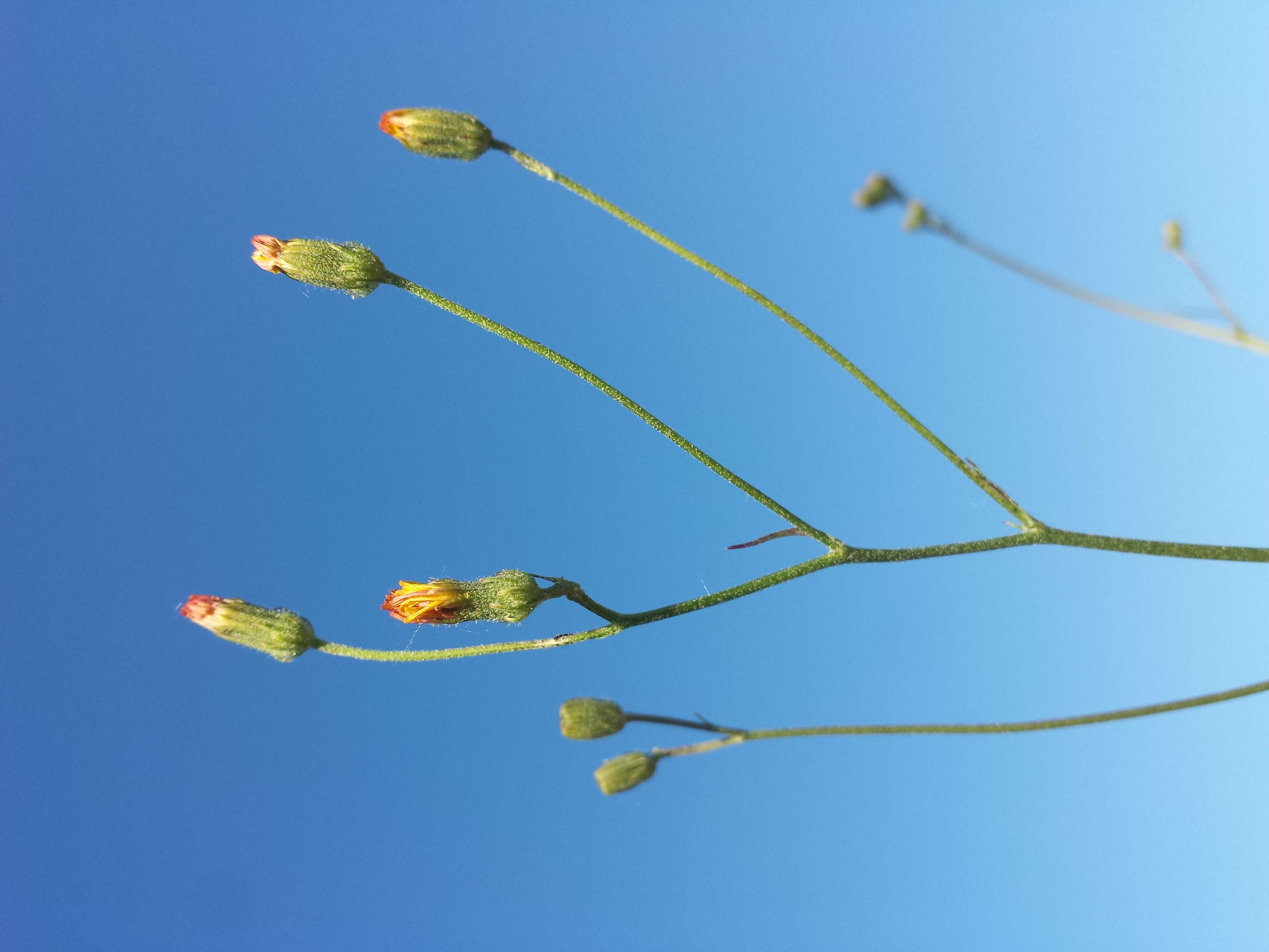 Image of smooth hawksbeard