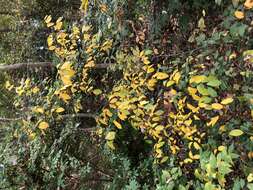 Image of northern spicebush