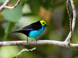 Image of Paradise Tanager