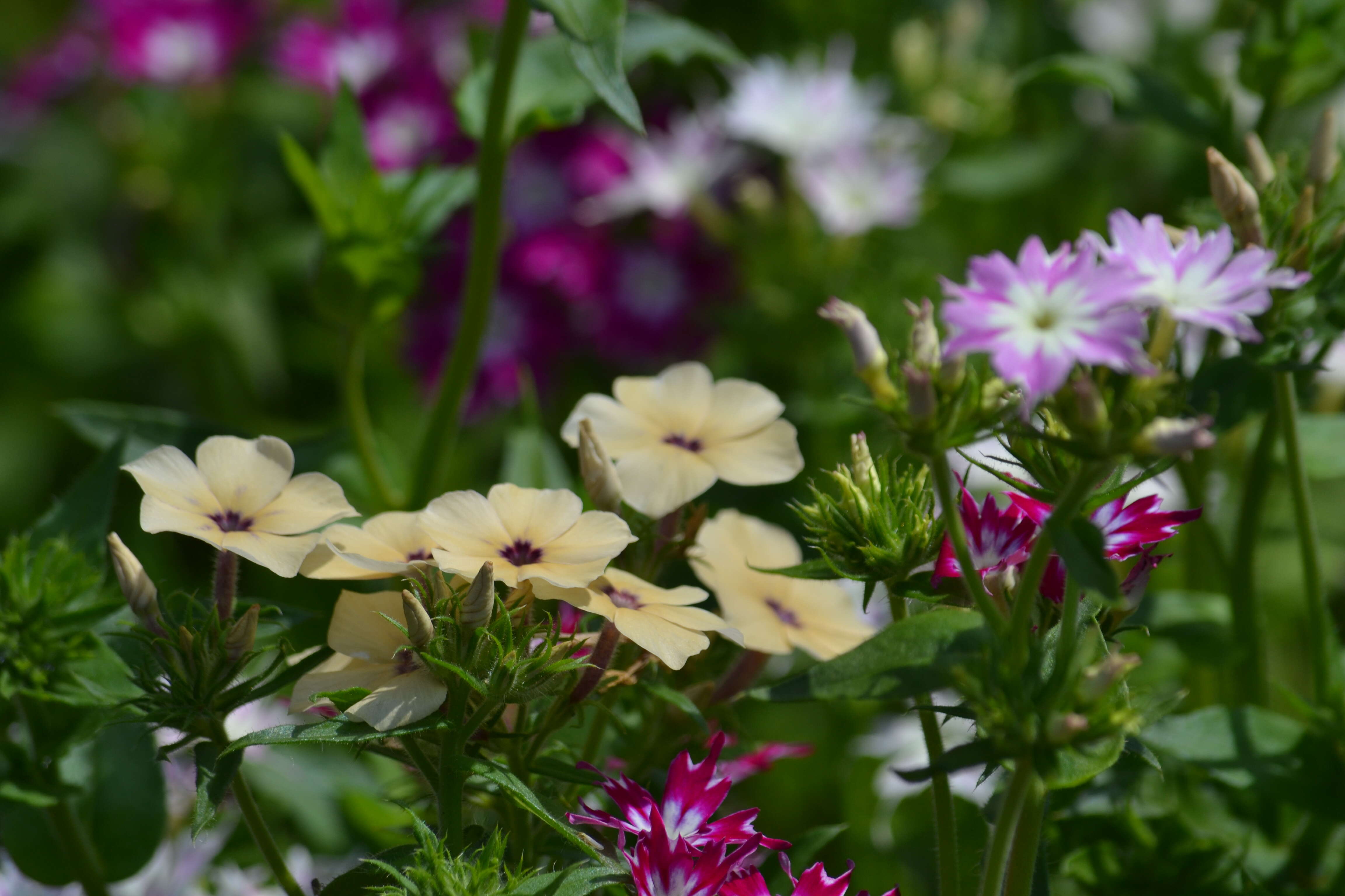 Image of annual phlox