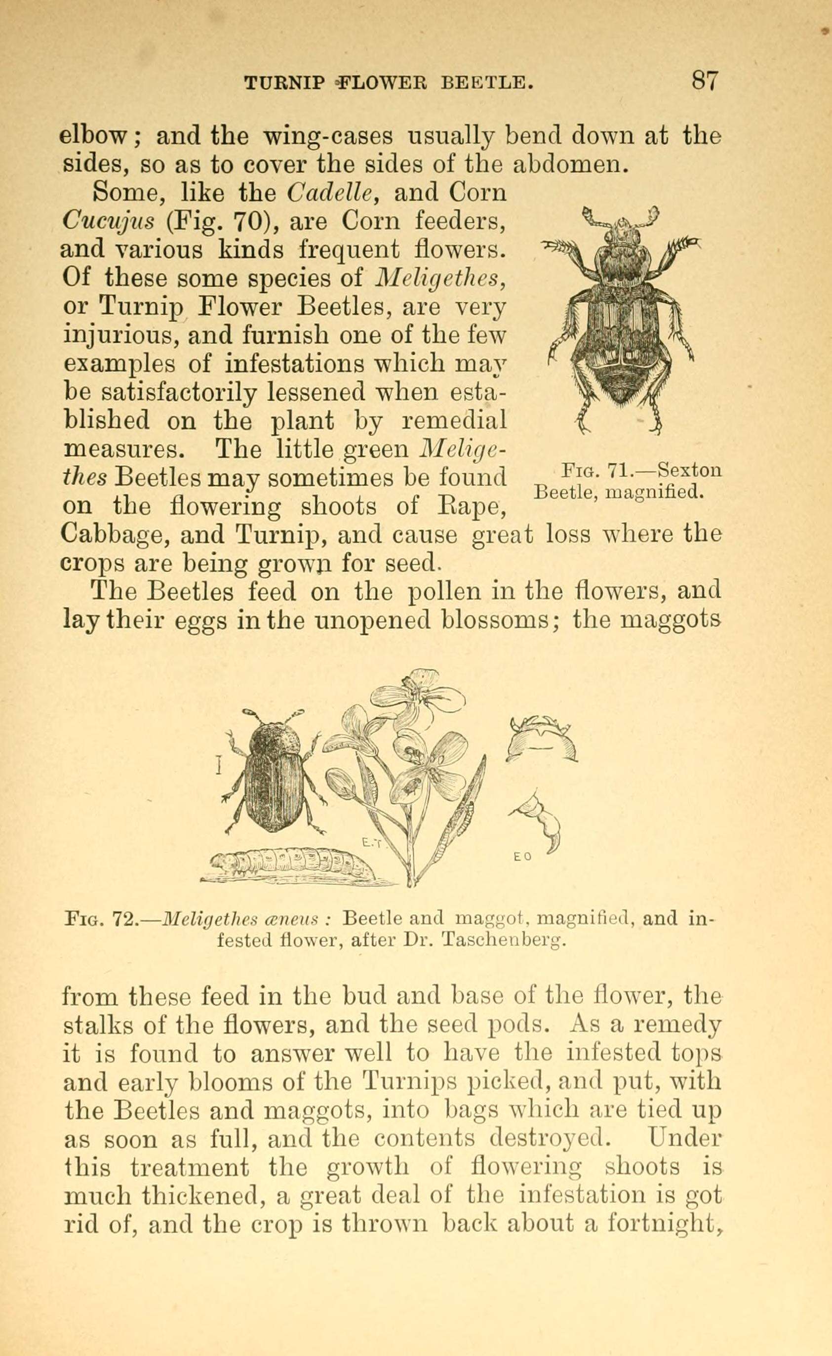 Image of Brassicogethes