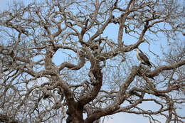 Image of White-bellied Sea Eagle