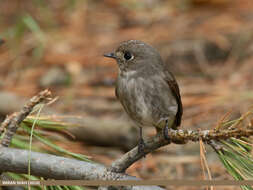 Image of Dark-sided Flycatcher