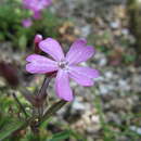 Image of Silene keiskei Miq.