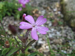 Plancia ëd Silene keiskei Miq.