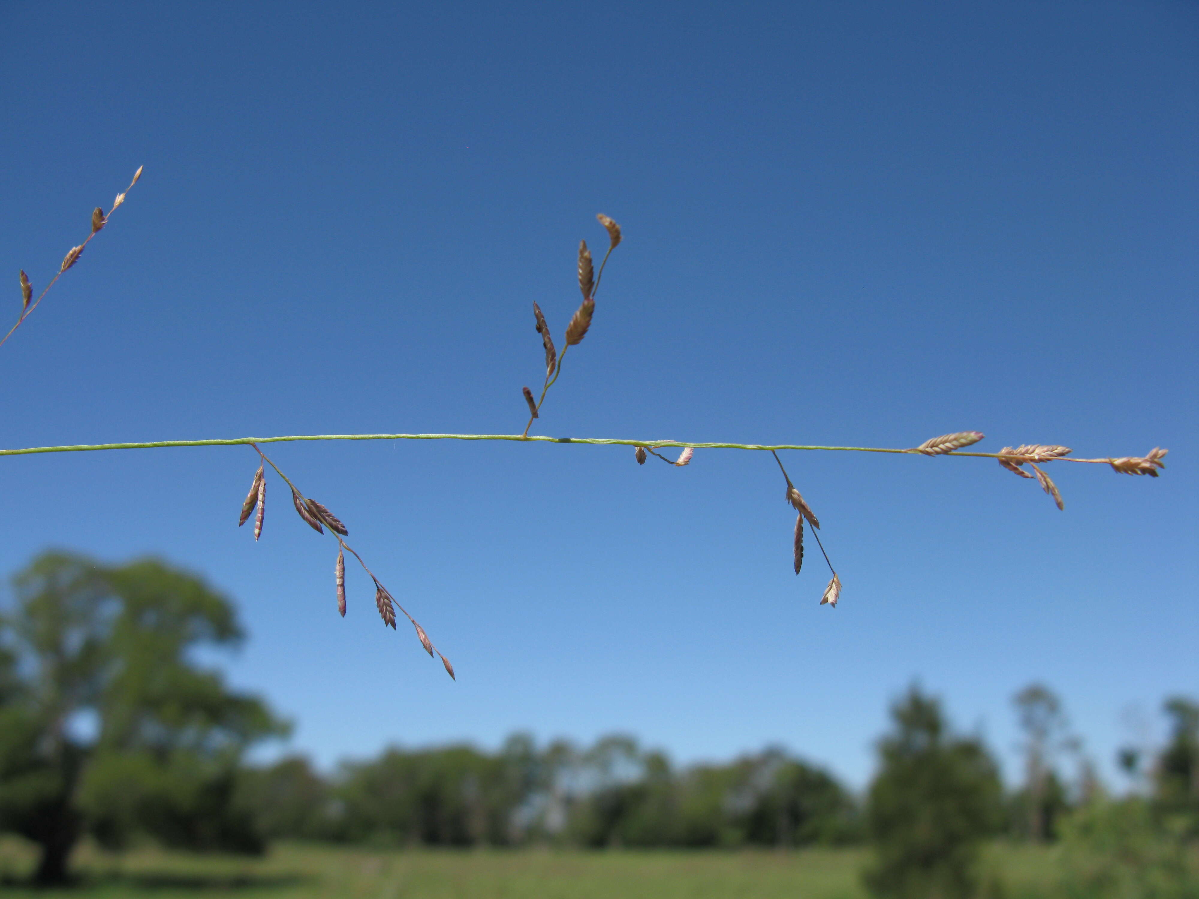 Image of Brown's lovegrass