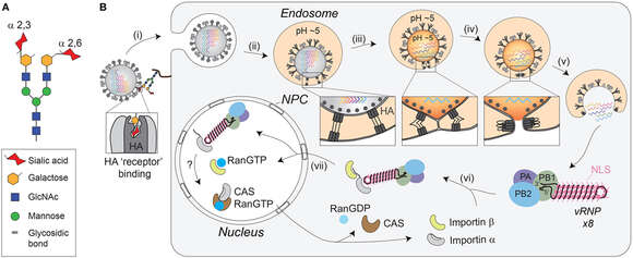 Plancia ëd Influenza A virus