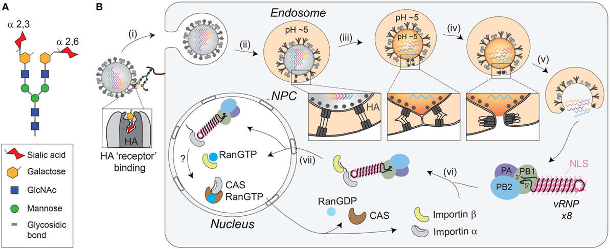 Image of Influenza A virus