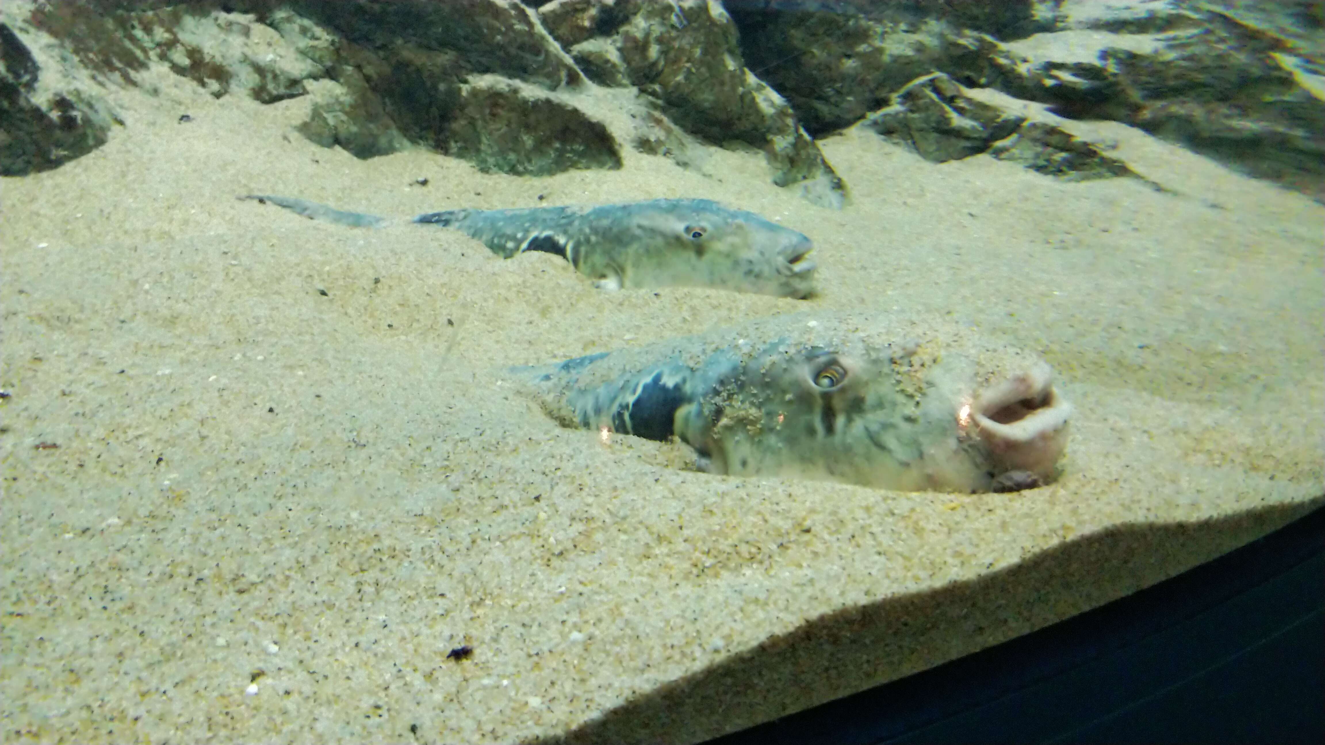 Image of Japanese Pufferfish