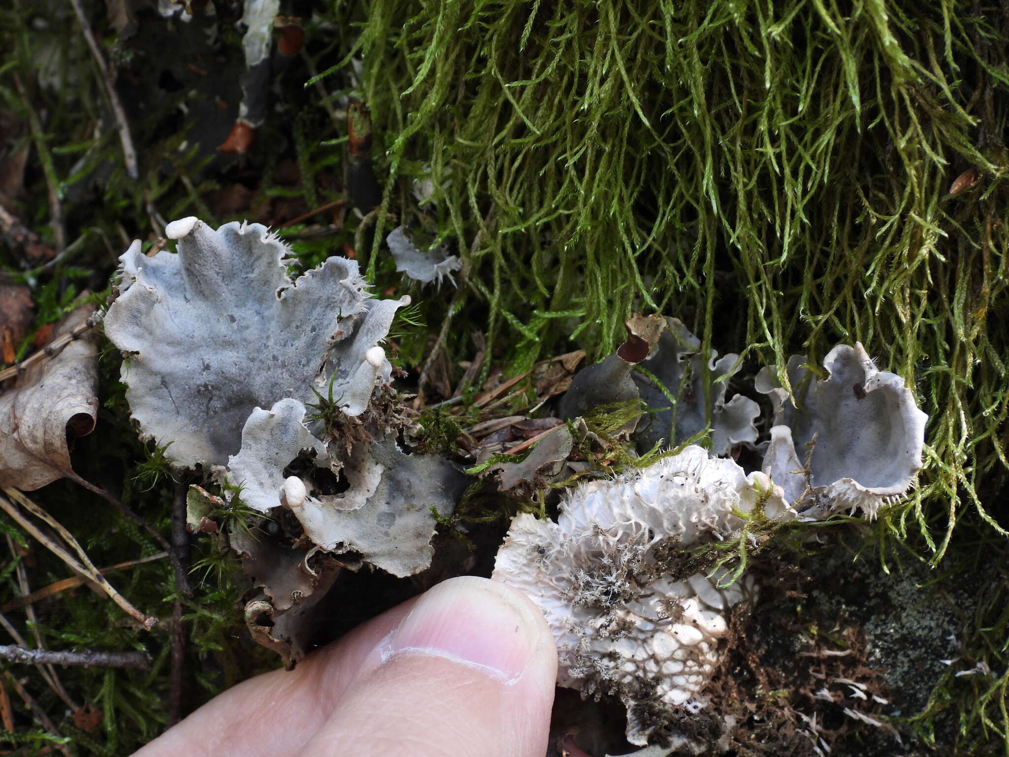 Image of felt lichen