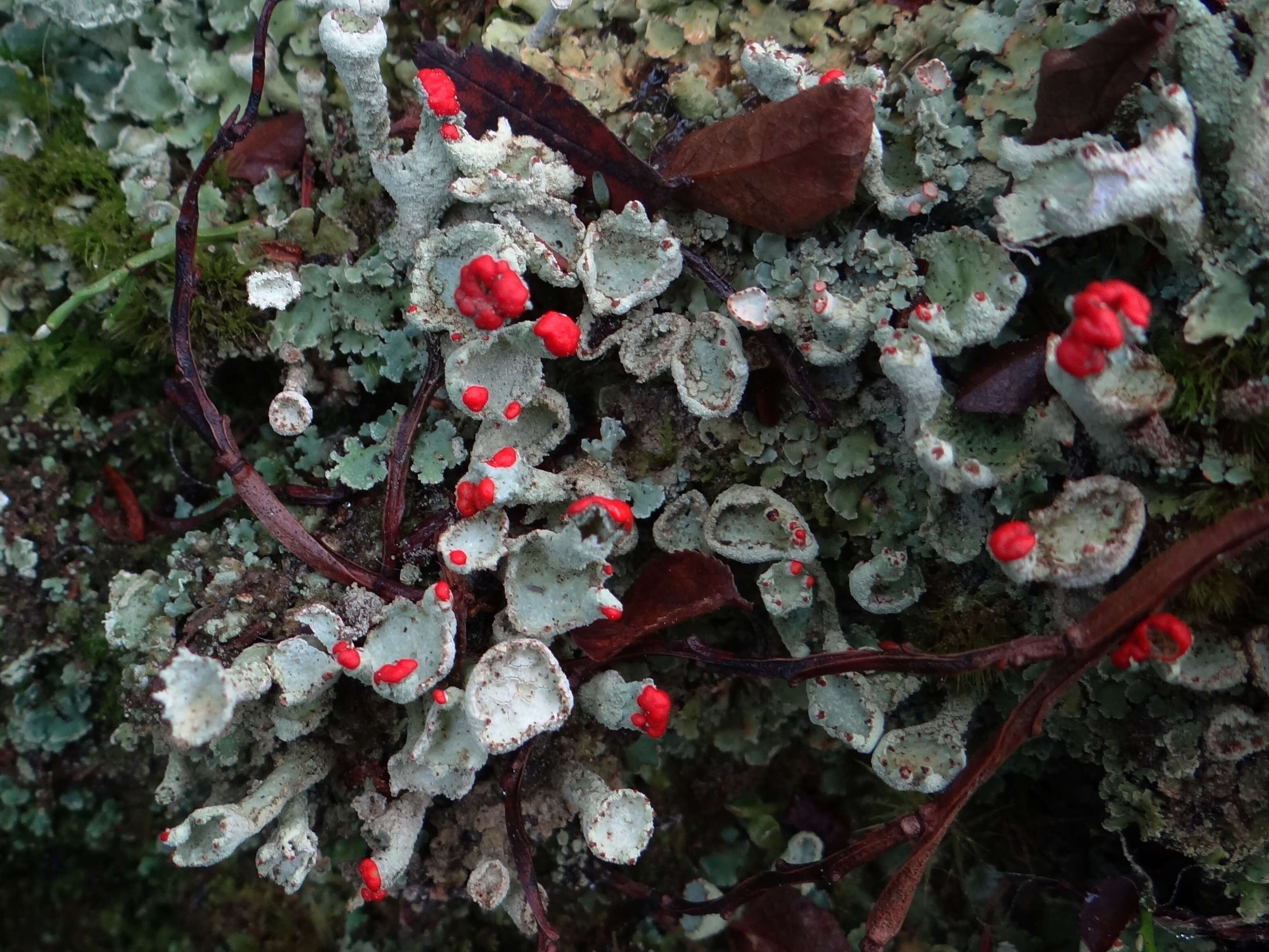 Image of Cladonia coccifera