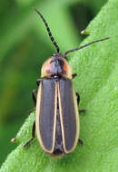 Image of Photinus