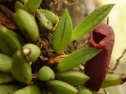 Image of Acianthera asaroides (Kraenzl.) Pridgeon & M. W. Chase