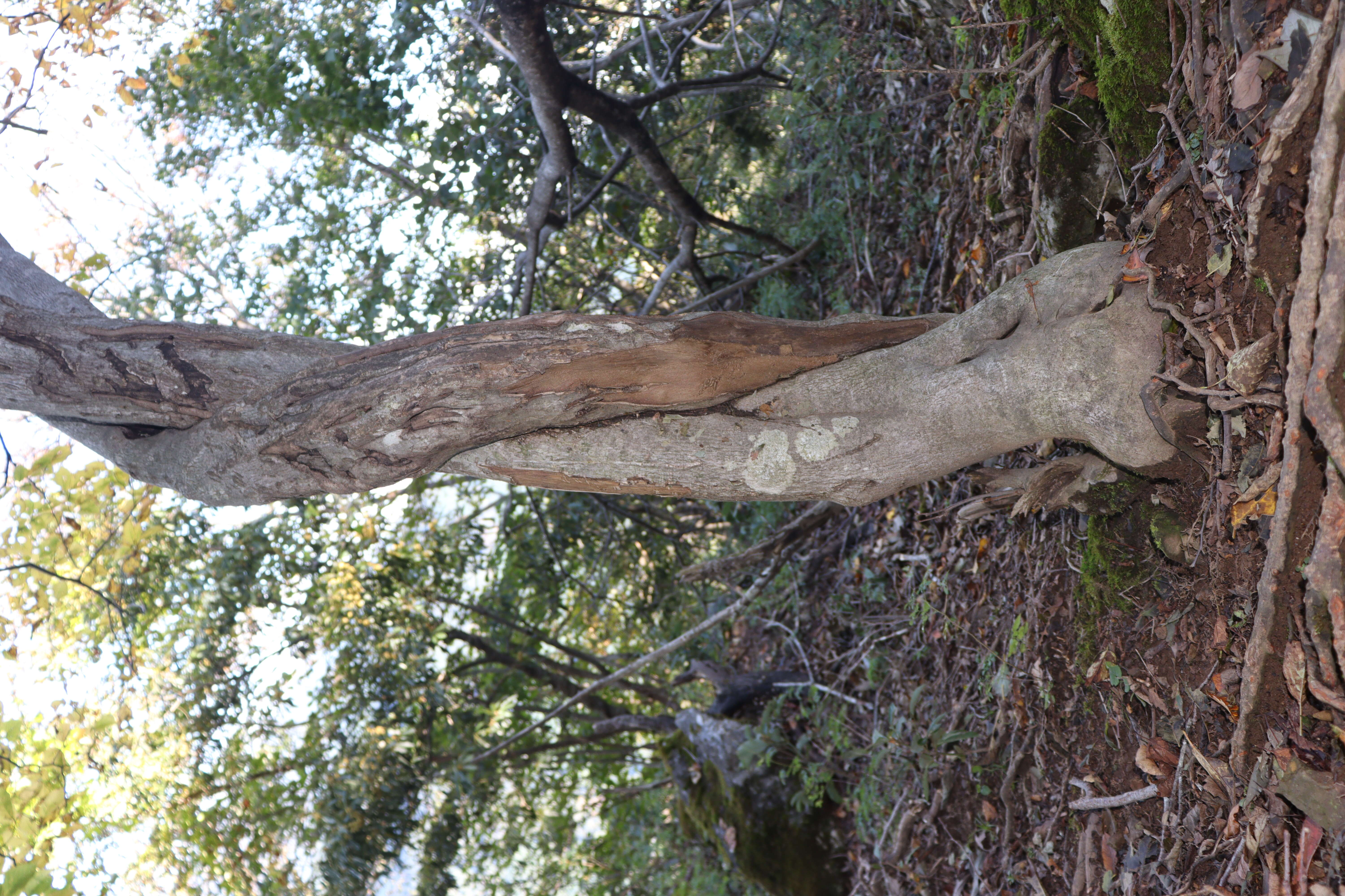 Plancia ëd Neoshirakia japonica (Siebold & Zucc.) Esser